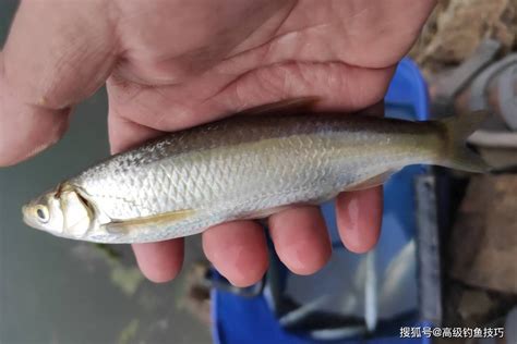 條魚|白条鱼